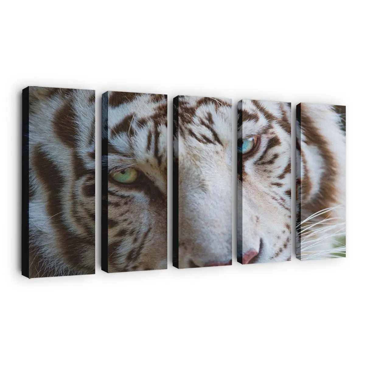 Augen eines Weißen Tigers – Tiger Leinwandbild