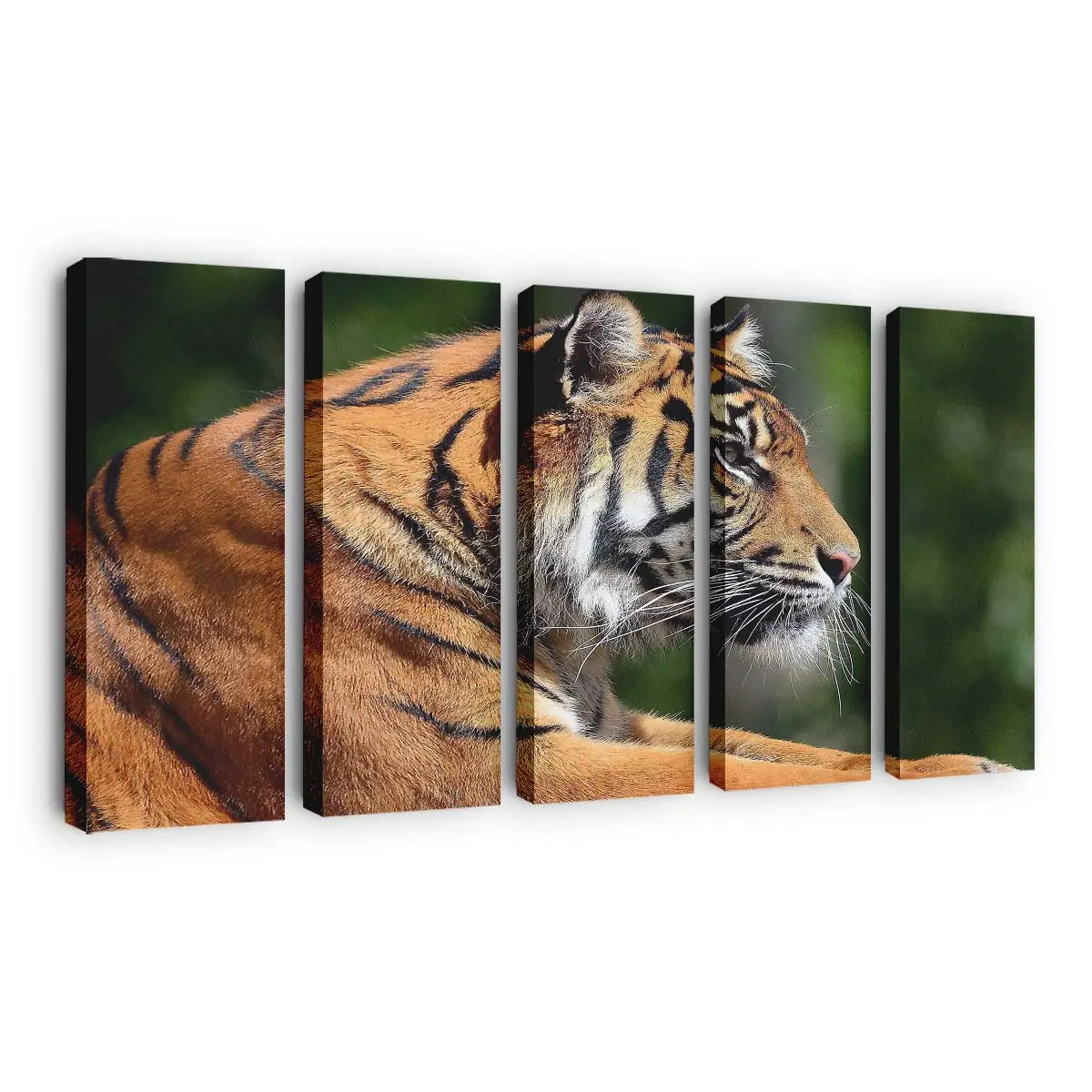 Bengaltiger im Profil – Tiger Leinwandbild