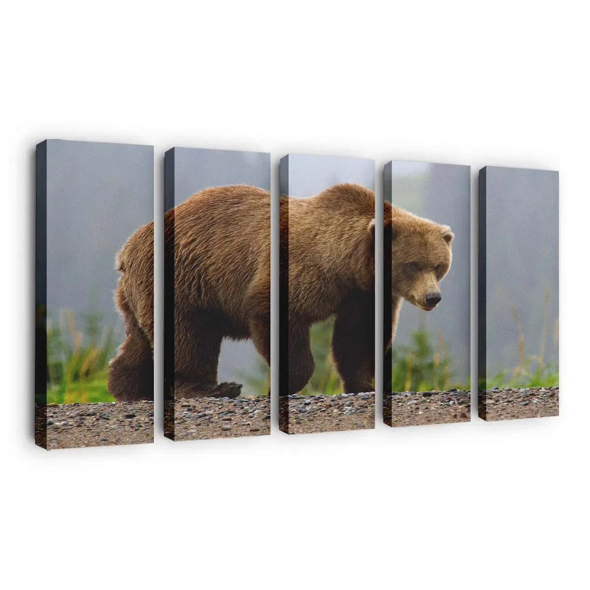 Braunbär spaziert im Wald – Bären Leinwandbild
