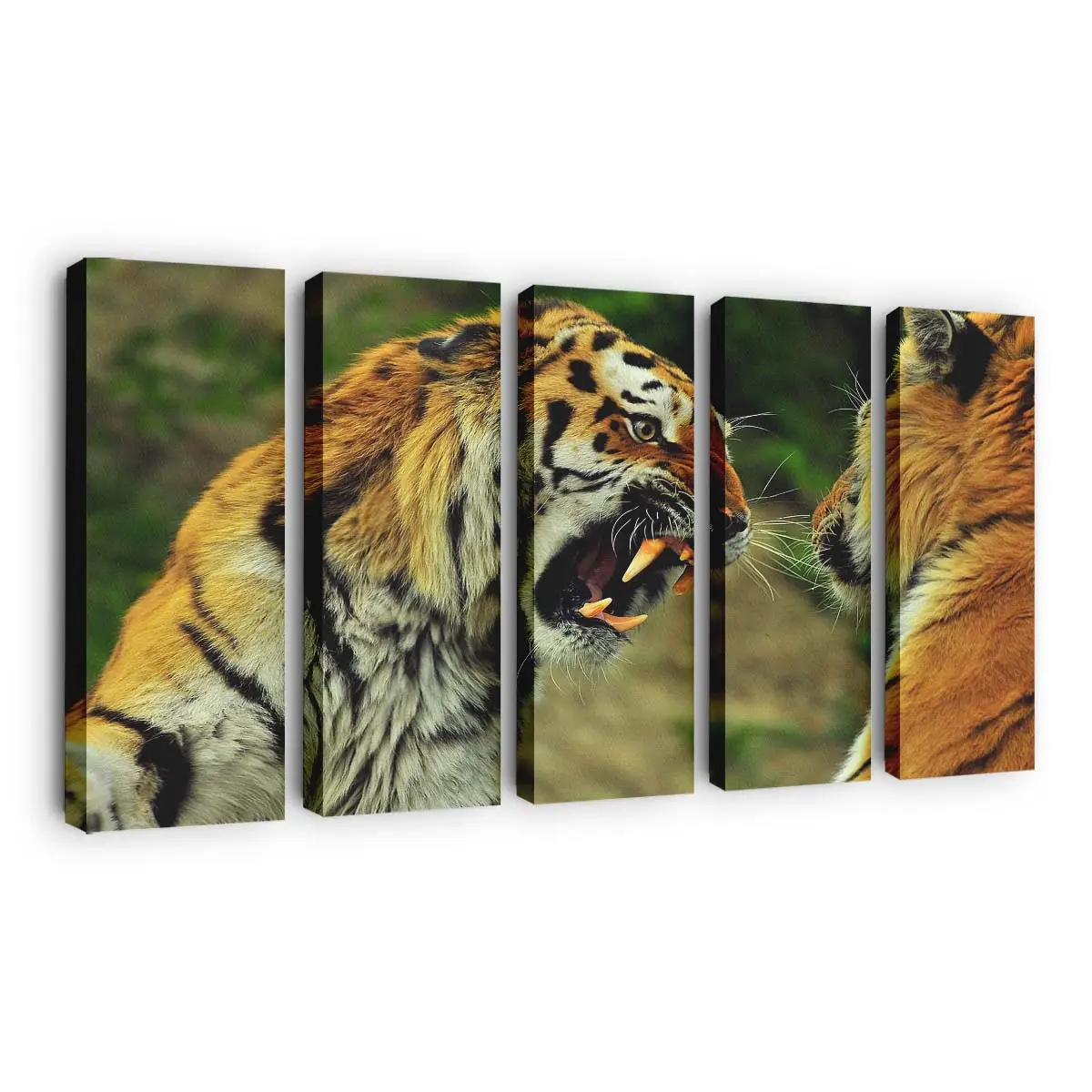 Brllende Tiger – Tiger Leinwandbild