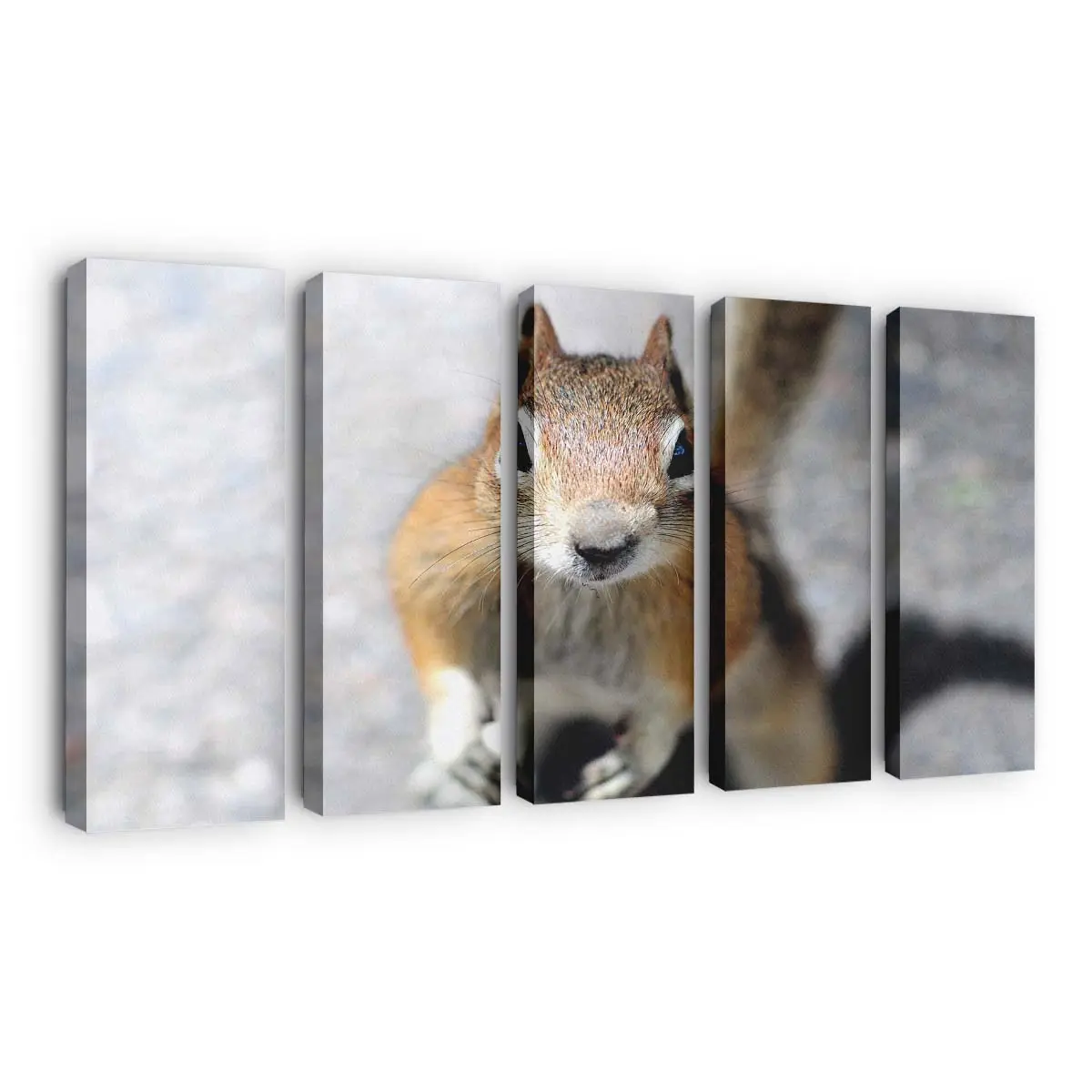 Eichhörnchen blickt in die Kamera – Eichhörnchen Leinwandbild