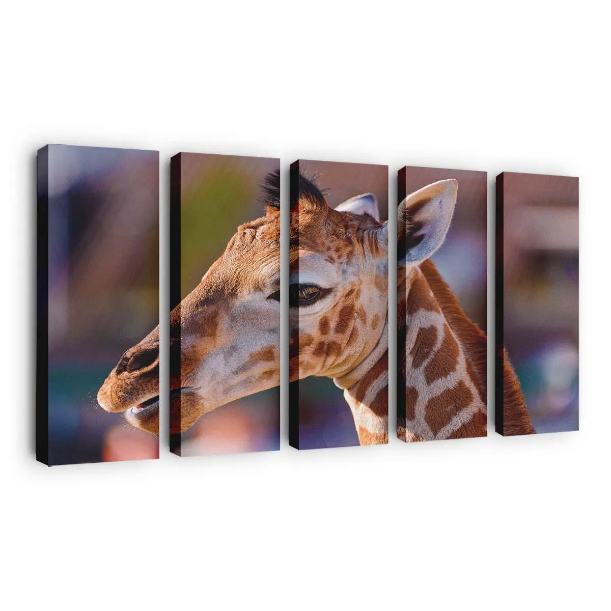 Giraffenbaby – Giraffen Leinwandbild