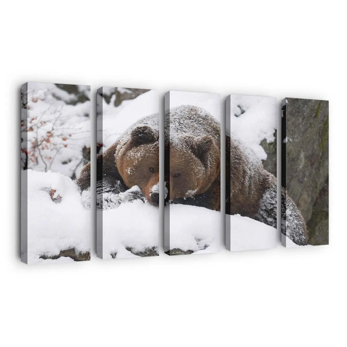 Grizzlybär spaziert im Schnee – Bären Leinwandbild
