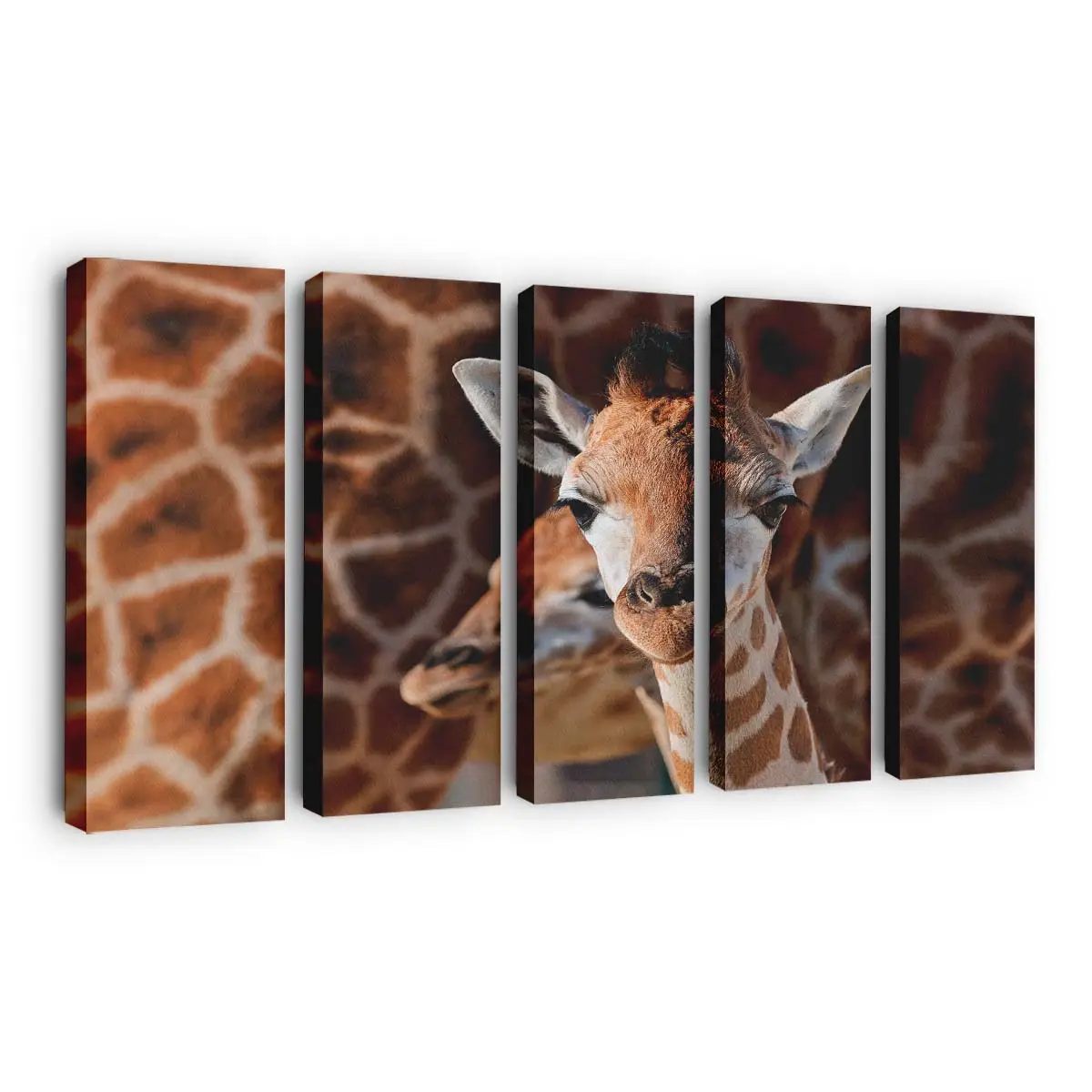 Junge Giraffe in der Savanne – Giraffen Leinwandbild