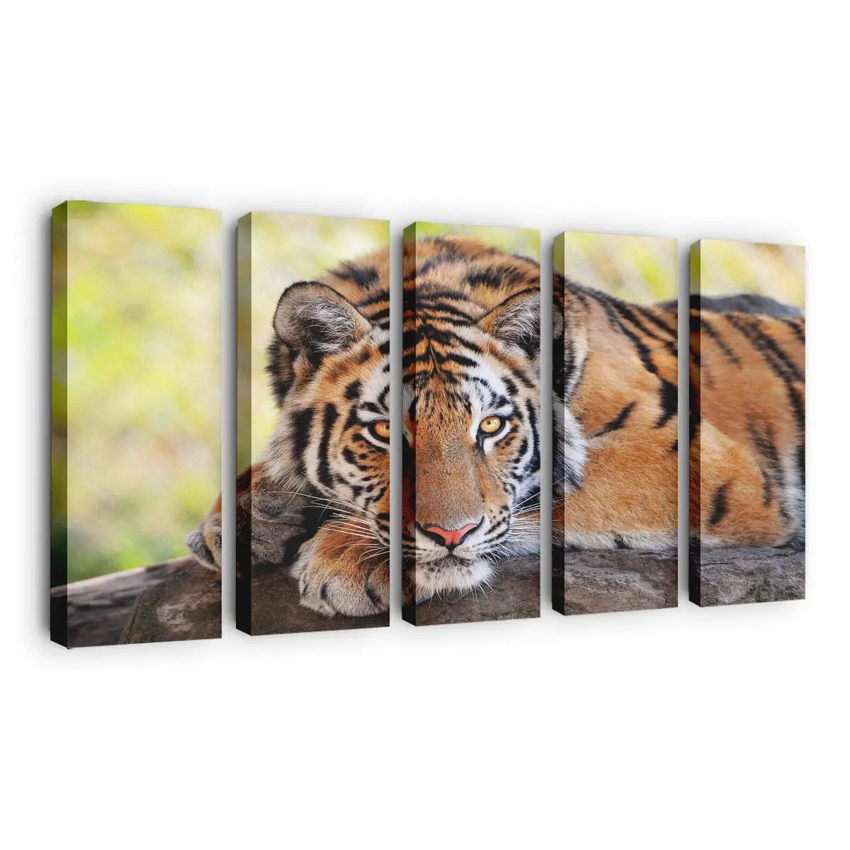 Junger Tiger im Dschungel – Tiger Leinwandbild