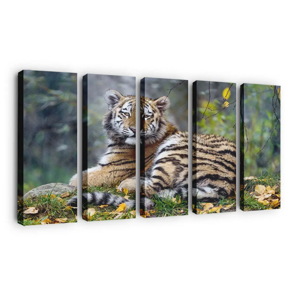 Junger Tiger in Nahaufnahme – Tiger Leinwandbild