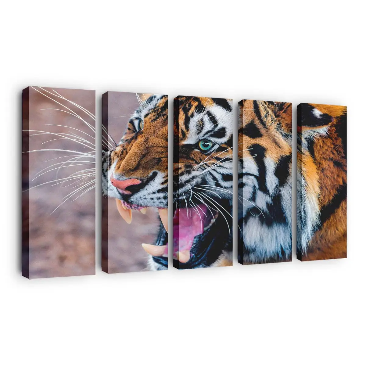 Knurrender Tiger fletscht die Zähne – Tiger Leinwandbild