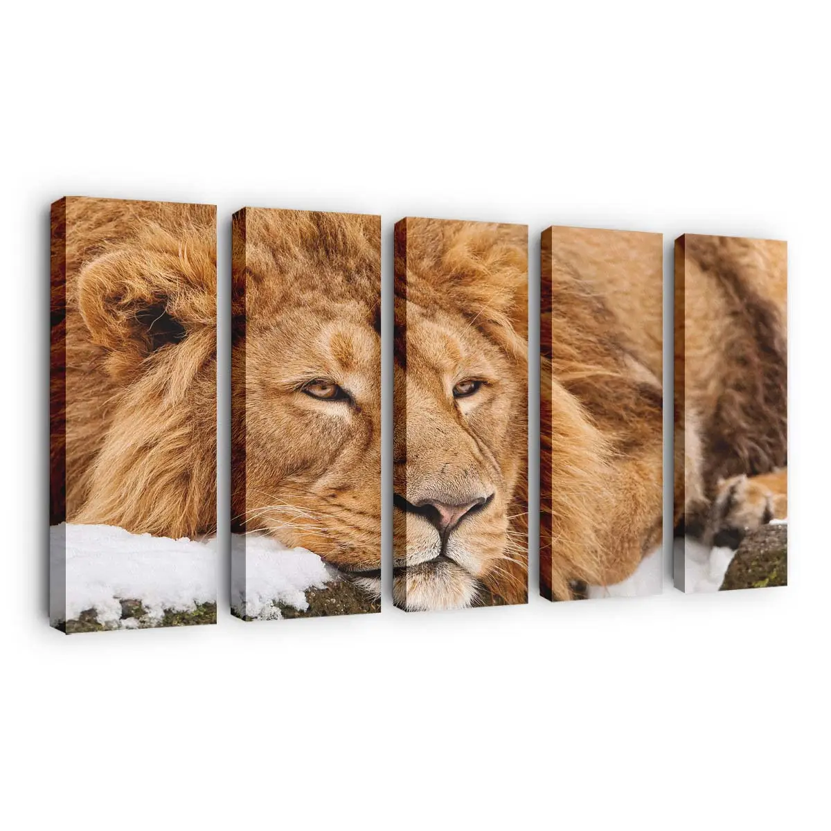 Müdes Wildtier ruht – Wildtier Wandbild