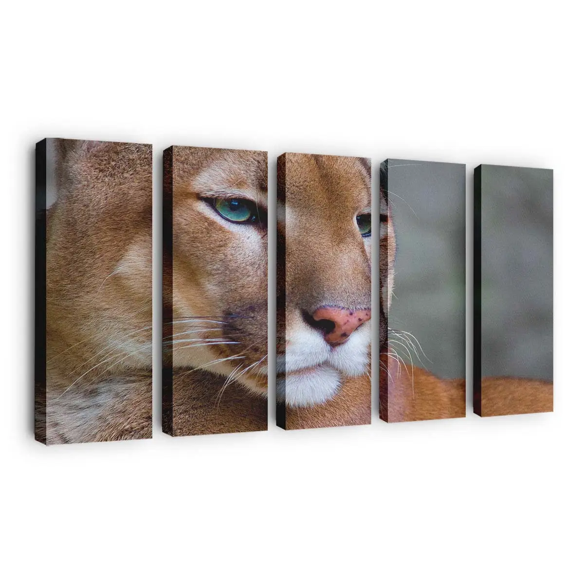 Puma in Nahaufnahme – Puma Leinwandbild