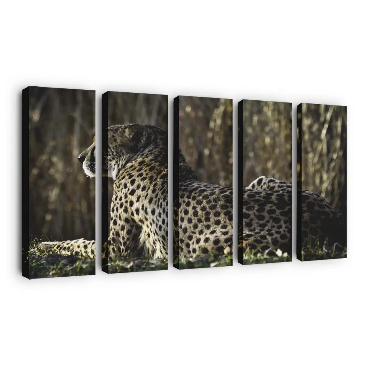 Ruhender Gepard in der afrikanischen Savanne – Gepard Leinwandbild