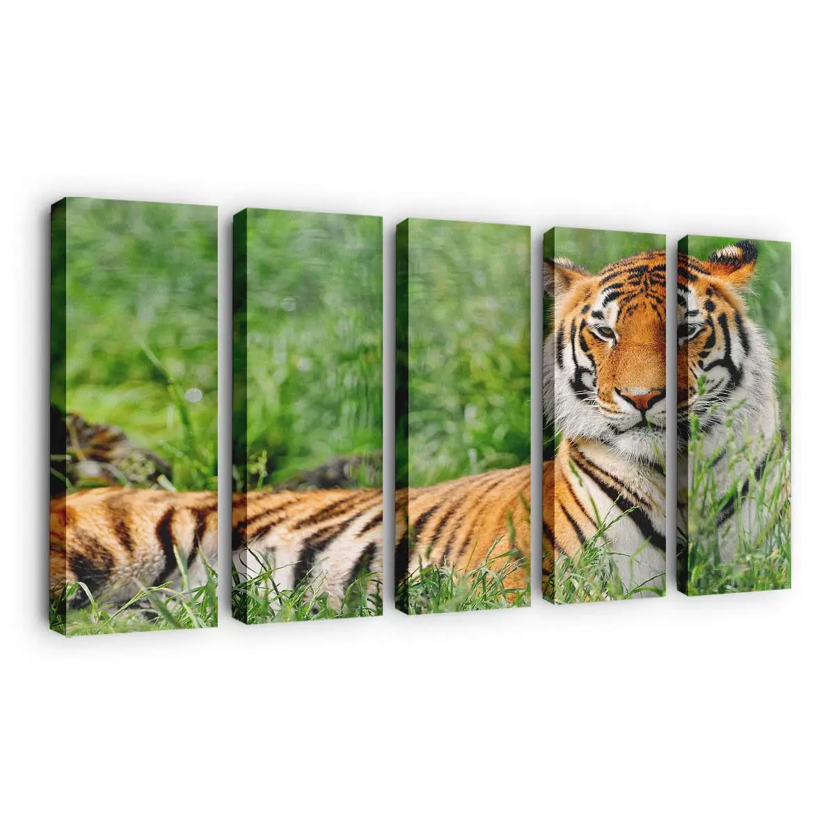 Tiger ruht im Dschungel – Tiger Leinwandbild