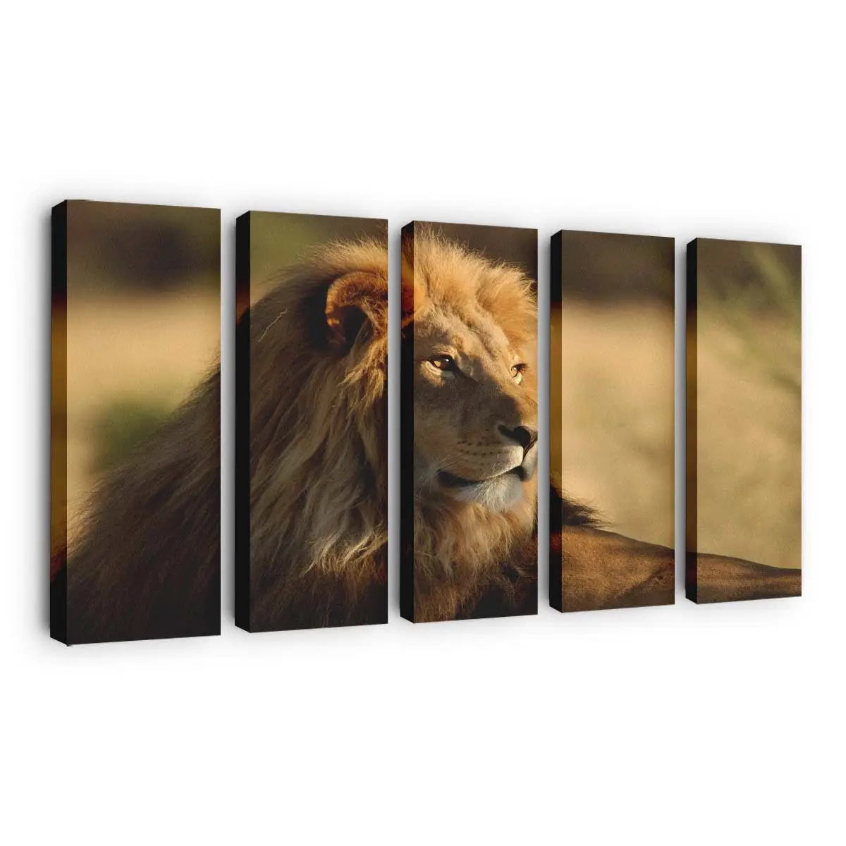 Umherstreifender Löwe in freier Wildbahn – Löwen Leinwandbild