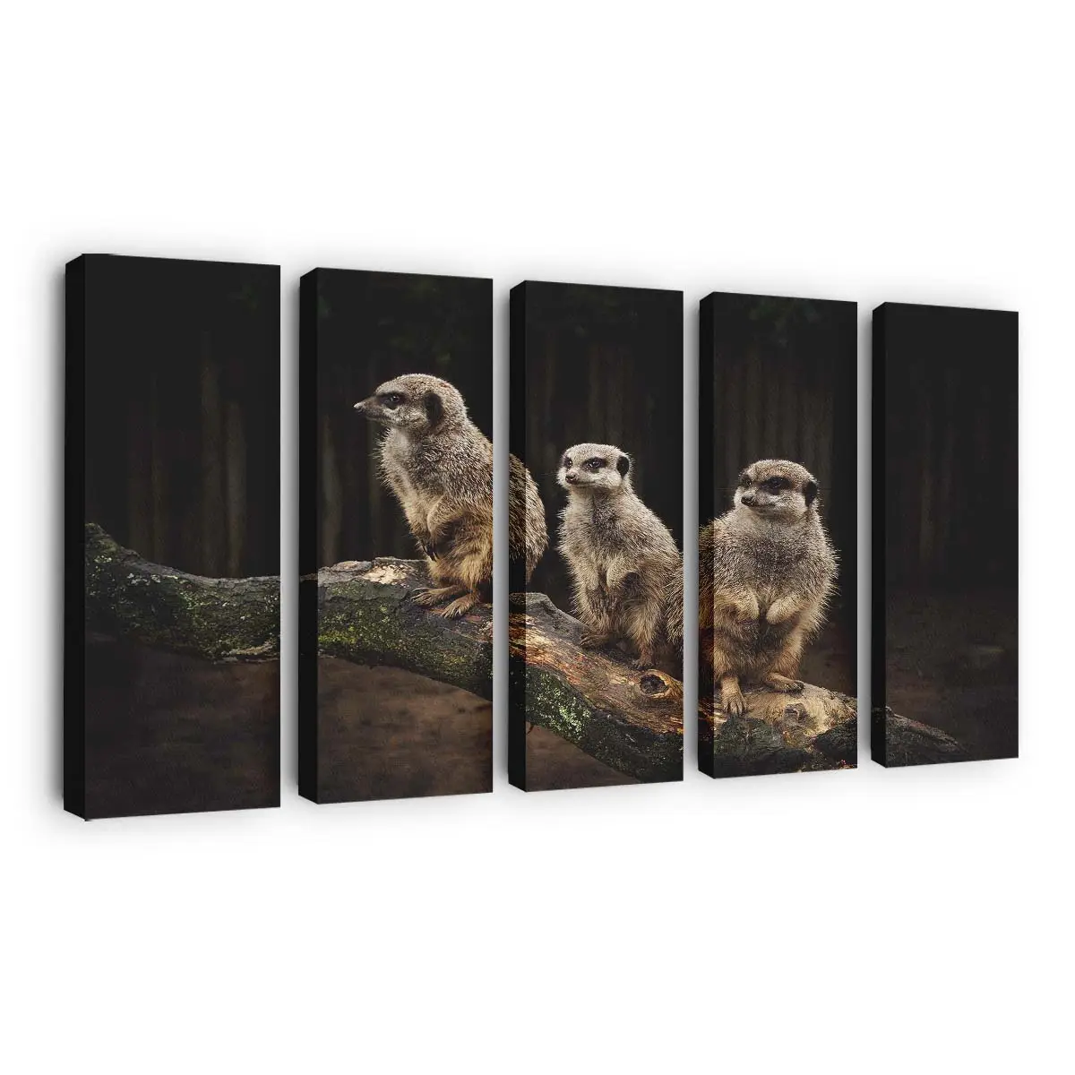 Wachsame Erdmännchen-familie – Erdmännchen Leinwandbild