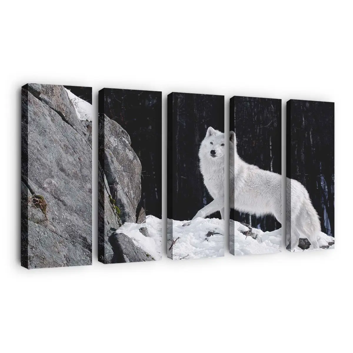 Weißer Wolf blickt in die Kamera – Wolf Leinwandbild