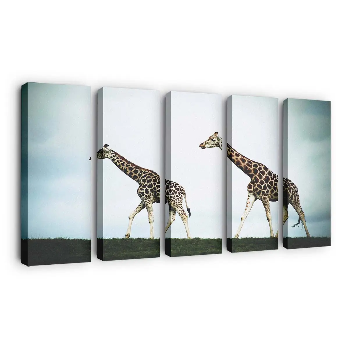 Zwei Giraffen in der Savanne – Giraffen Leinwandbild